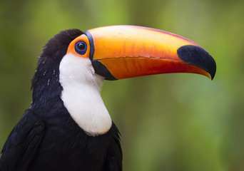 Fototapeta premium side face portrait of a brasilian Toco toucan