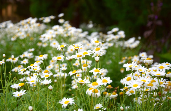 Natural background of white oxeye daisy flowers in the field on a dark backdrop. Chamomile flowers. Free space for text and ideas.