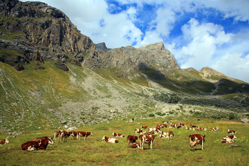 Fototapeta na wymiar Francia ,montagne e allevamento di vitelli.
