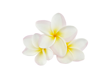 Obraz na płótnie Canvas frangipani flowers on white background with clipping paths
