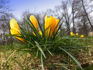 crocus on a glade