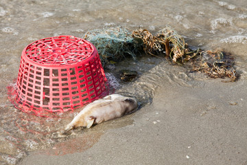 Decomposing dead fish carcass washed ashore on beach with mostly