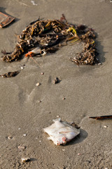 Decomposing dead fish carcass washed ashore on beach with mostly