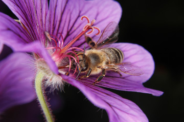 Western honey bee (Apis mellifera)