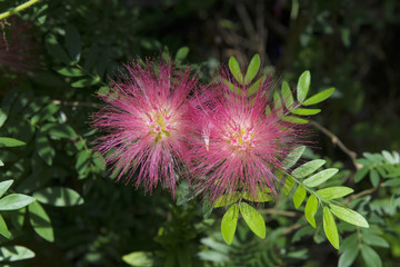 Pink myrtaceae flower in the garden.