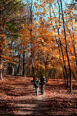Fototapeta premium Forest road on autumn