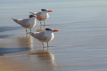 Elegant tern, California