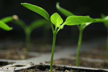 green seedling sprouts