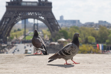View of the Eiffel tower in Paris