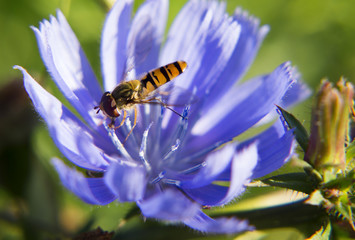 Portrait of the live flower fly. A fly sitting on a flower. 