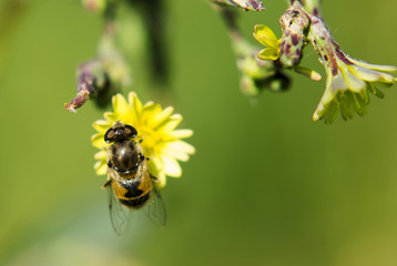 Portrait of the live flower fly. A fly sitting on a flower. 