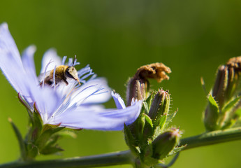 Portrait of the live flower fly. A fly sitting on a flower. 