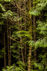 Fototapeta premium Vegetation in BC's Coastal Rainforest, Canada