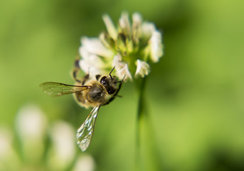 Portrait of live bee. Bee digging into a flower. 