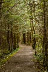 Scenic Pathway Through BC's Coastal Rainforest