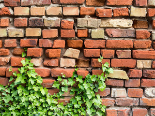 Old brickwall overgrown with ivy plant