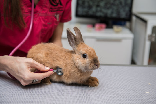 La consultation v&eacute;t&eacute;rinaire pour les nacs est tr&egrave;s importante et repose sur une observation pr&eacute;cise.  Conseils qui seront vital pour la survie de l'animal et indispensable au propri&eacute;taire.