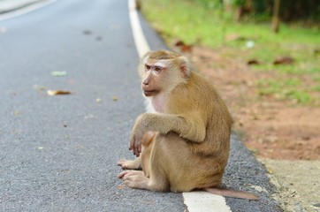 Sad monkey sitting on the side of the road markings and is waiting for a lift