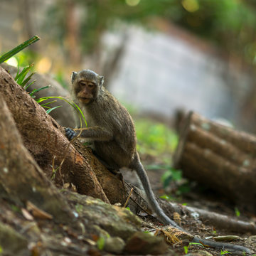 The monkey sitting on the roots of a tree. Southeast Asia.