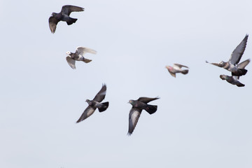 Pigeons Fly  in Open Blue Sky