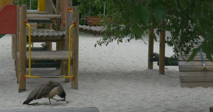 Female Peafowl at the Children Playground