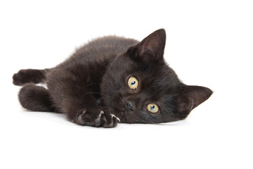 Cute black kitten on white background