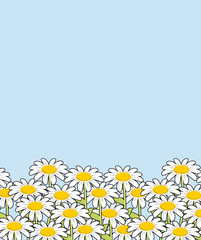 Chamomile landscape. Flowers and blue sky. White beautiful wild