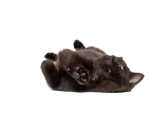 Cute black kitten on white background