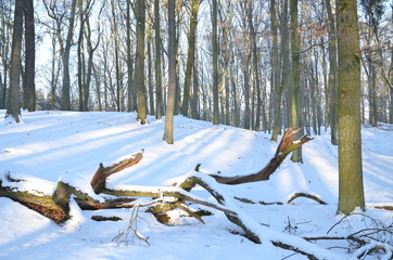 Piękny zimowy las - obrazy, fototapety, plakaty