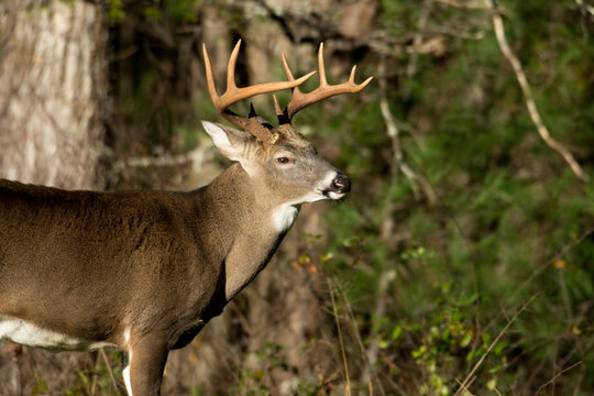 Fototapeta White-tailed deer buck