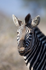 Obraz na płótnie Canvas Zebra in Kruger National Park