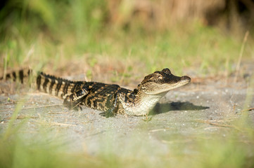 Young alligator
