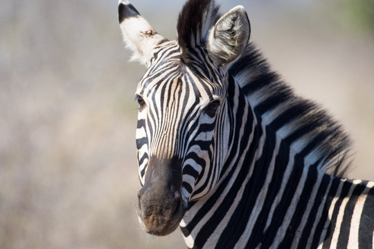 Zebra In Kruger National Park