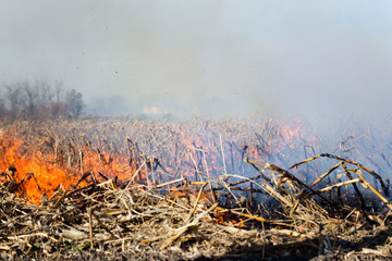 Fire in the Cornfield After Harvest.