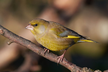 European Greenfinch (Chloris chloris)