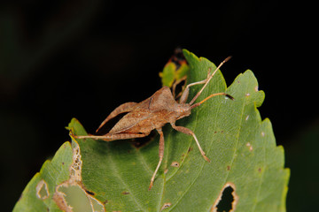 Dock bug (Coreus marginatus)