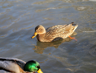 beautiful ducks and drakes