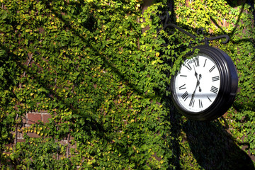 Clock on ivy wall