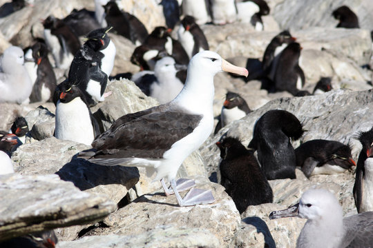 Albatros -Falkland Islands