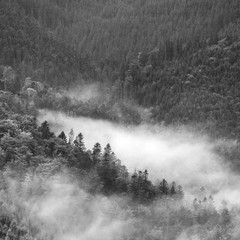 Beautiful fog in a Carpathian