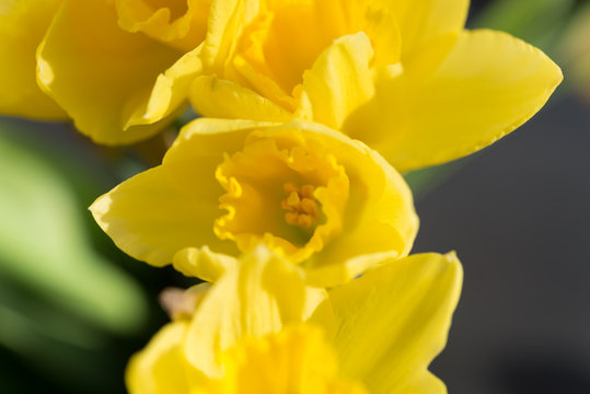 April blooming Narcissi flowers arranged in vase for interior de