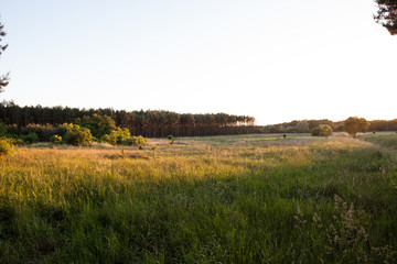 Sunset over the meadow in the woods