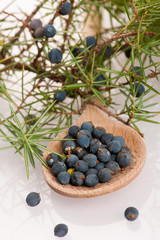 Branch of conifers junipers and wooden spoon ful of blue berries