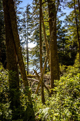 Fototapeta premium Scenic View to the Ocean from Within the Trees