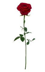 Fototapeta premium Dark red rose