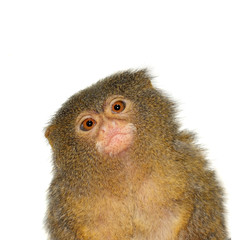The pygmy marmoset, cebuella pygmaea, on white