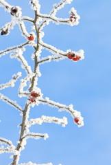 rose hip covered with snow at winter