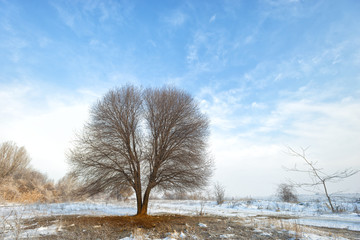 Winter with snow and a lonely tree in a field