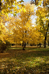 Collection of Beautiful Colorful Autumn Leaves / green, yellow,