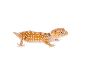 Rough Knob-tailed Gecko  isolated on white 